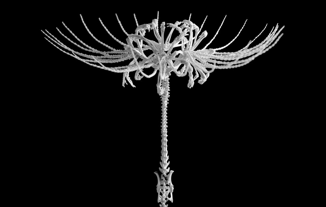 Sliver Sircus
